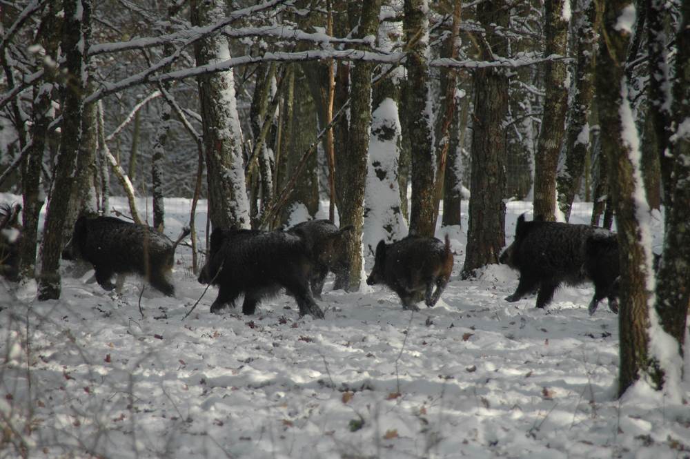 Chasse en battue d'affaires - Domaine du Boulay