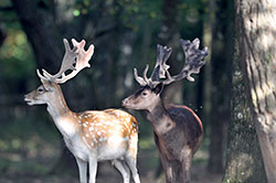 Chasse à l'approche - Domaine du Boulay